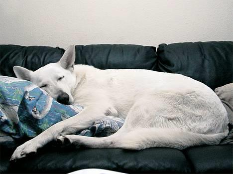 Hvid schæfer *Angelina* billede 3