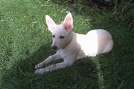 Hvid schæfer *Angelina* - Ok, da jeg var 12 uger, var mine ører måske lidt store...hi... billede 4