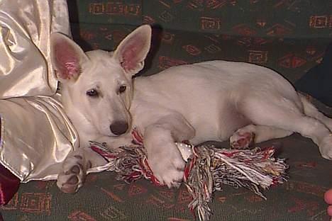 Hvid schæfer *Angelina* - Aiii...skal du ta´ billeder nu?.....ligger lige her og hygger ved mor... billede 5