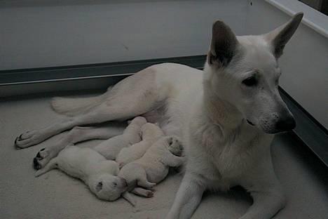 Hvid schæfer *Angelina* - Heeey, hvor skal du hen? billede 6