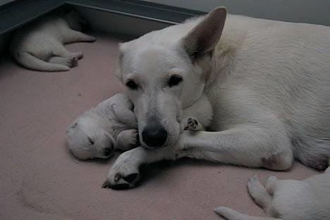 Hvid schæfer *Angelina* - Er han ikke dejlig, min lille søn? billede 7