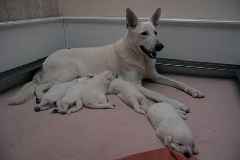 Hvid schæfer *Angelina* - Er alle mine unger ikke bare dejlige? billede 8