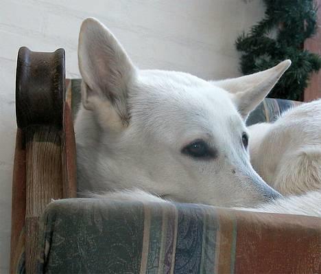 Hvid schæfer *Angelina* billede 10