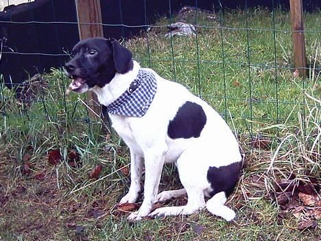 Dansk svensk gaardhund Biffer billede 5