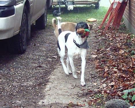 Dansk svensk gaardhund Biffer billede 6