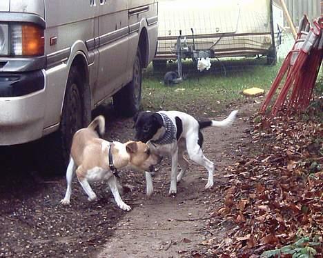 Dansk svensk gaardhund Biffer billede 7