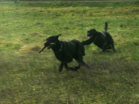 Blanding af racer Neo  - Tag den hvis du kan molly billede 10