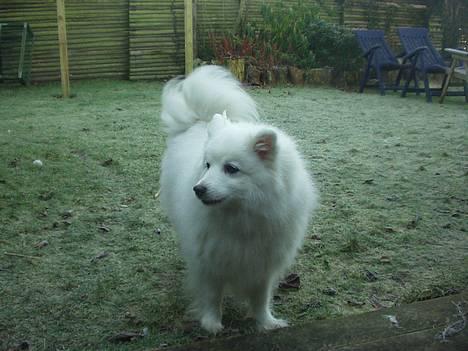 Japansk spids Tingabells Aki Hito - Hito i haven... billede 10