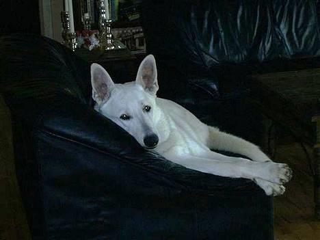 Hvid schæfer Arco of Bright White - Min yndlings afslapningsstilling... billede 1