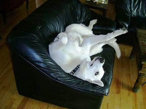 Hvid schæfer Arco of Bright White - Kan da også lige trille rundt på ryggen, hvis det skulle være... billede 2