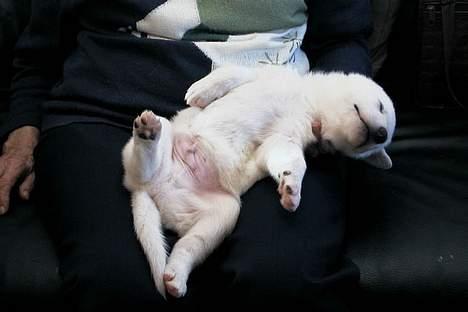 Hvid schæfer Arco of Bright White - Se selv... jeg har ALTID helst ville ligge sådan..Burde have været en Westie - thi hi billede 3