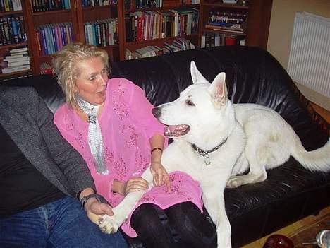 Hvid schæfer Arco of Bright White - Min menneske-mors veninde - tror ikke, at hun rigtig var tilfreds med mig som skødehund ;o) billede 4