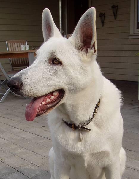 Hvid schæfer Arco of Bright White - Hvis jeg nu drejer hovedet lidt den vej .... ser jeg så godt ud ?? billede 5