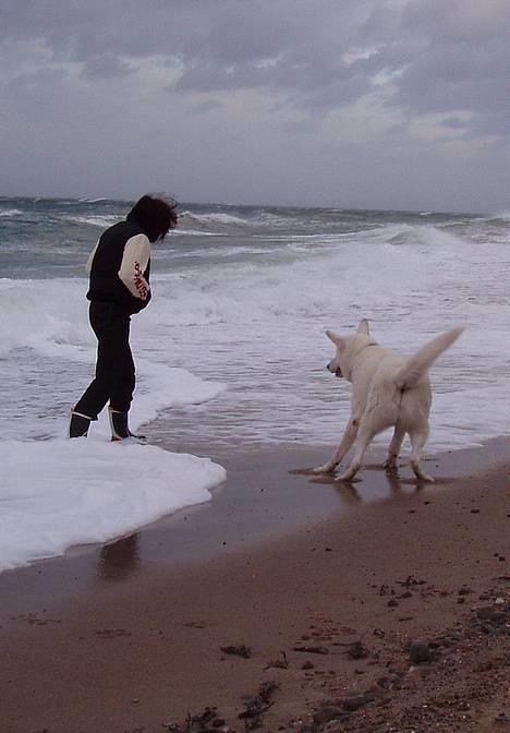 Hvid schæfer Arco of Bright White - Helt ærligt mor - det er jo vådt det vand - jeg bliver herinde ... billede 6
