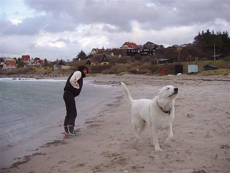Hvid schæfer Arco of Bright White - Hold da helt op, hvor det blæser. Får sand i mine øjne...hvor er min sofa ? billede 7