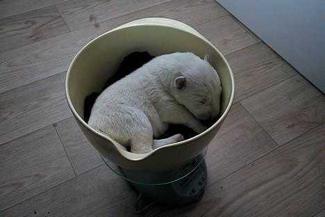 Hvid schæfer Arco of Bright White - SÅ LILLE har jeg altså været...og det er ikke engang ret længe siden ;o) billede 8