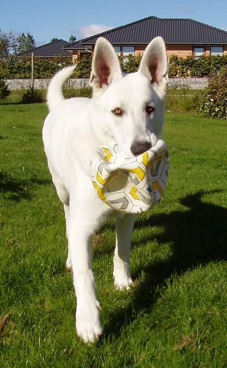 Hvid schæfer Arco of Bright White - Skal vi spille bold? Den triller vist ikke så godt mere ... billede 9