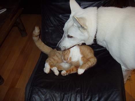 Hvid schæfer Arco of Bright White - Mums - der var min kat ..  Den hedder Chili, men smager slet ikke sådan ... billede 10