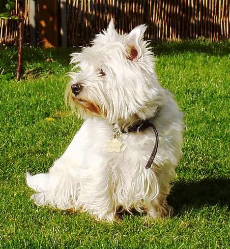 West highland white terrier Chablis billede 1