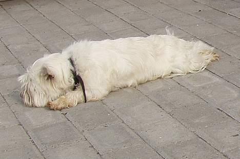 West highland white terrier Chablis billede 2