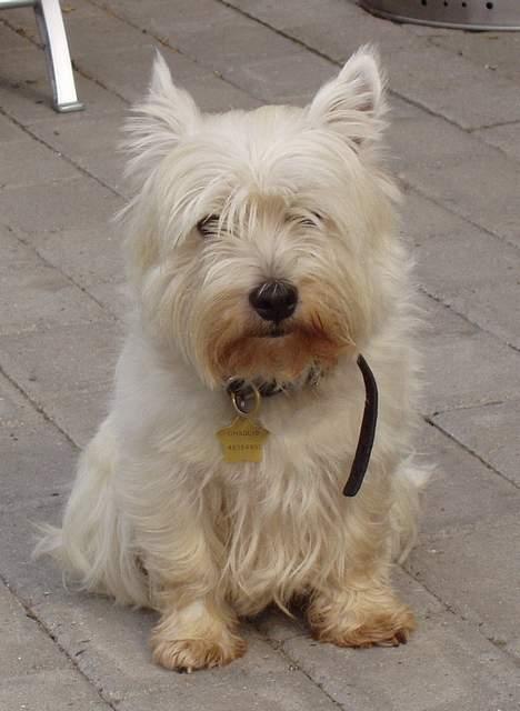 West highland white terrier Chablis billede 3