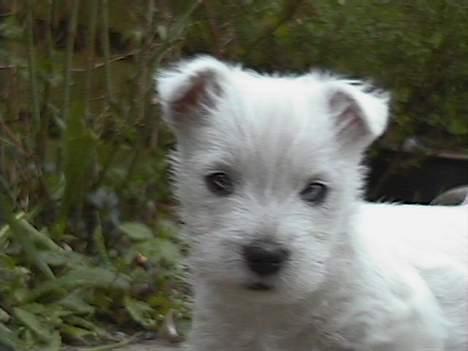 West highland white terrier Chablis - Her er jeg altså ikke ret gammel ;o) billede 4