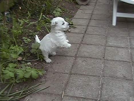 West highland white terrier Chablis - ..men er allerede god til at danse *S* billede 5