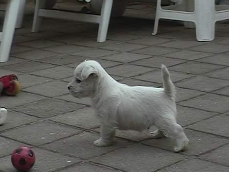 West highland white terrier Chablis billede 6