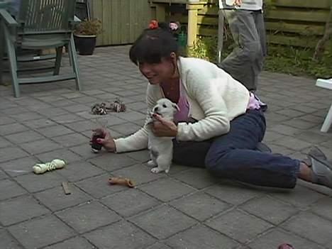 West highland white terrier Chablis - ..og til at lege med min mor billede 7