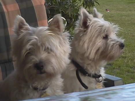 West highland white terrier Chablis - Nu vil vi altså gerne have aftensmad..min bror Kenzo og jeg billede 8