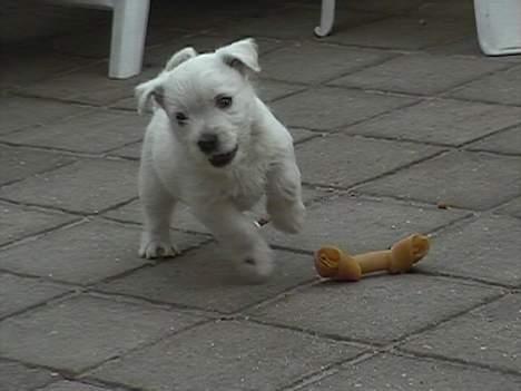 West highland white terrier Chablis - Jubii.. et ben *S* billede 10