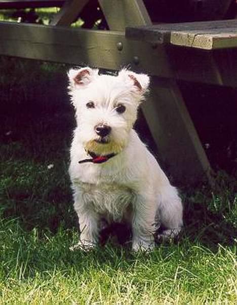 West highland white terrier Chablis billede 9