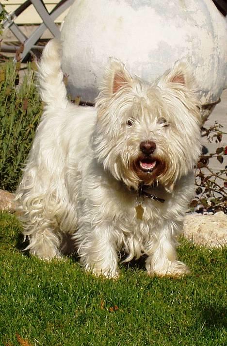 West highland white terrier Kenzo - Hvad så, Far...står jeg fint her ? billede 1