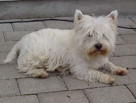 West highland white terrier Kenzo - Jeg kan også lige lægge mig ned... billede 2