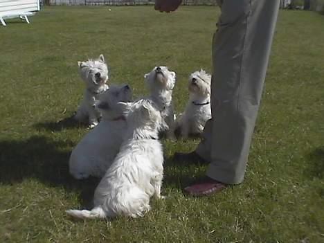 West highland white terrier Kenzo - Sidder vi ikke pænt ? vil gerne have hundeguf af moffe... billede 3