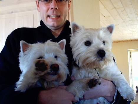 West highland white terrier Kenzo - Min bror Chablis og jeg.. billede 4