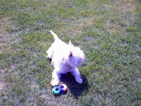 West highland white terrier Kenzo - Elsker mit pivedyr.. billede 5