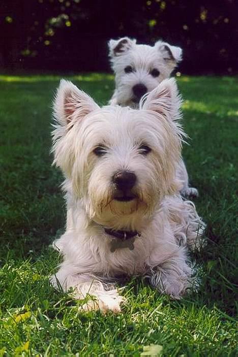 West highland white terrier Kenzo - har lige fået min lillebror Chablis ..han fylder ikke så meget, men er lige bag mig *S* billede 6