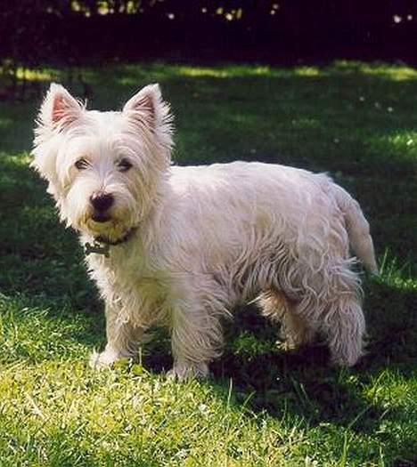 West highland white terrier Kenzo - ..tag nu det billede ! billede 7
