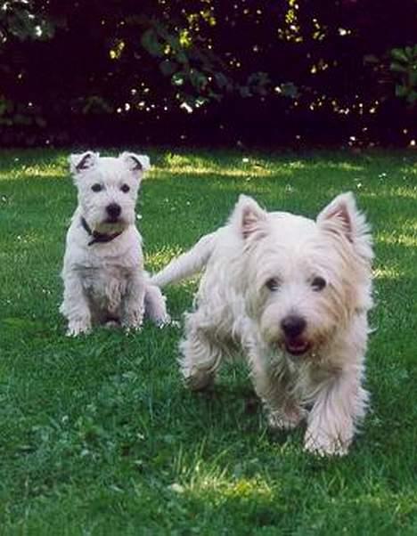 West highland white terrier Kenzo - NU går jeg altså... billede 8