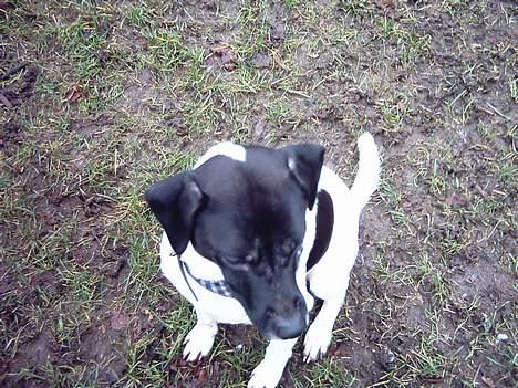 Dansk svensk gaardhund Biffer billede 8