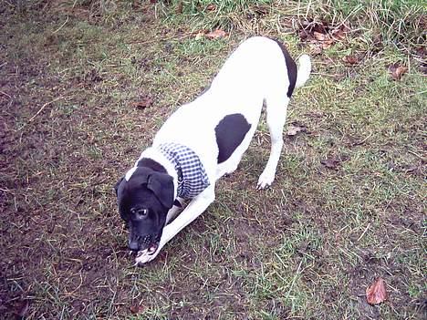 Dansk svensk gaardhund Biffer billede 9