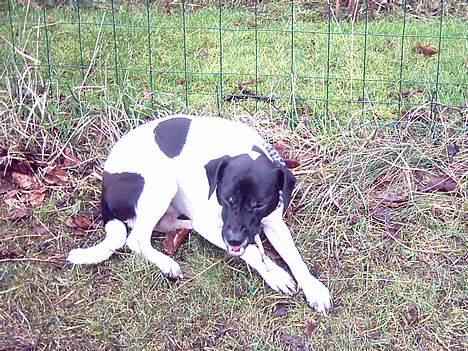 Dansk svensk gaardhund Biffer billede 10