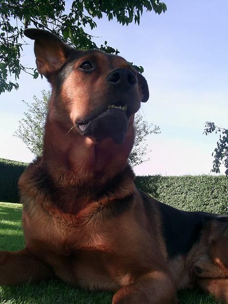 Blanding af racer (Rottweiler) Bølle - » Bølle. billede 1