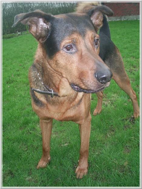 Blanding af racer (Rottweiler) Bølle - » Bølle. billede 7