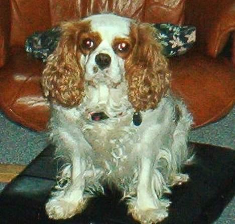 Cavalier king charles spaniel Mille - Mille med det store overblik billede 1