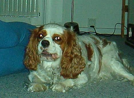 Cavalier king charles spaniel Mille - skal lige holde øje med bolden billede 2