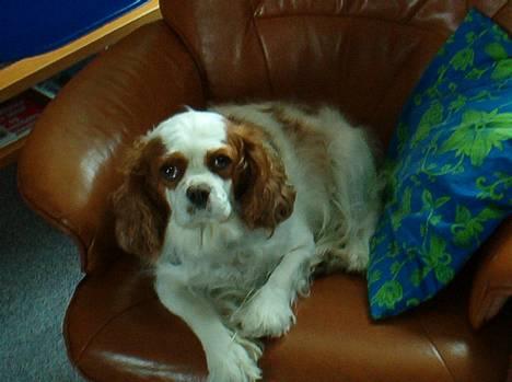Cavalier king charles spaniel Mille - Man kan vel altid ta´sig en på øjet billede 3