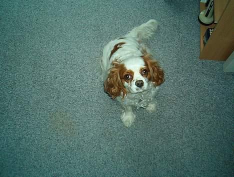 Cavalier king charles spaniel Mille - Her har vi lige lært at sitte  billede 5