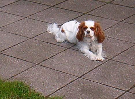 Cavalier king charles spaniel Mille - Ligger og holder øje med havelågen, måske naboens labredore kommer på besøg billede 6